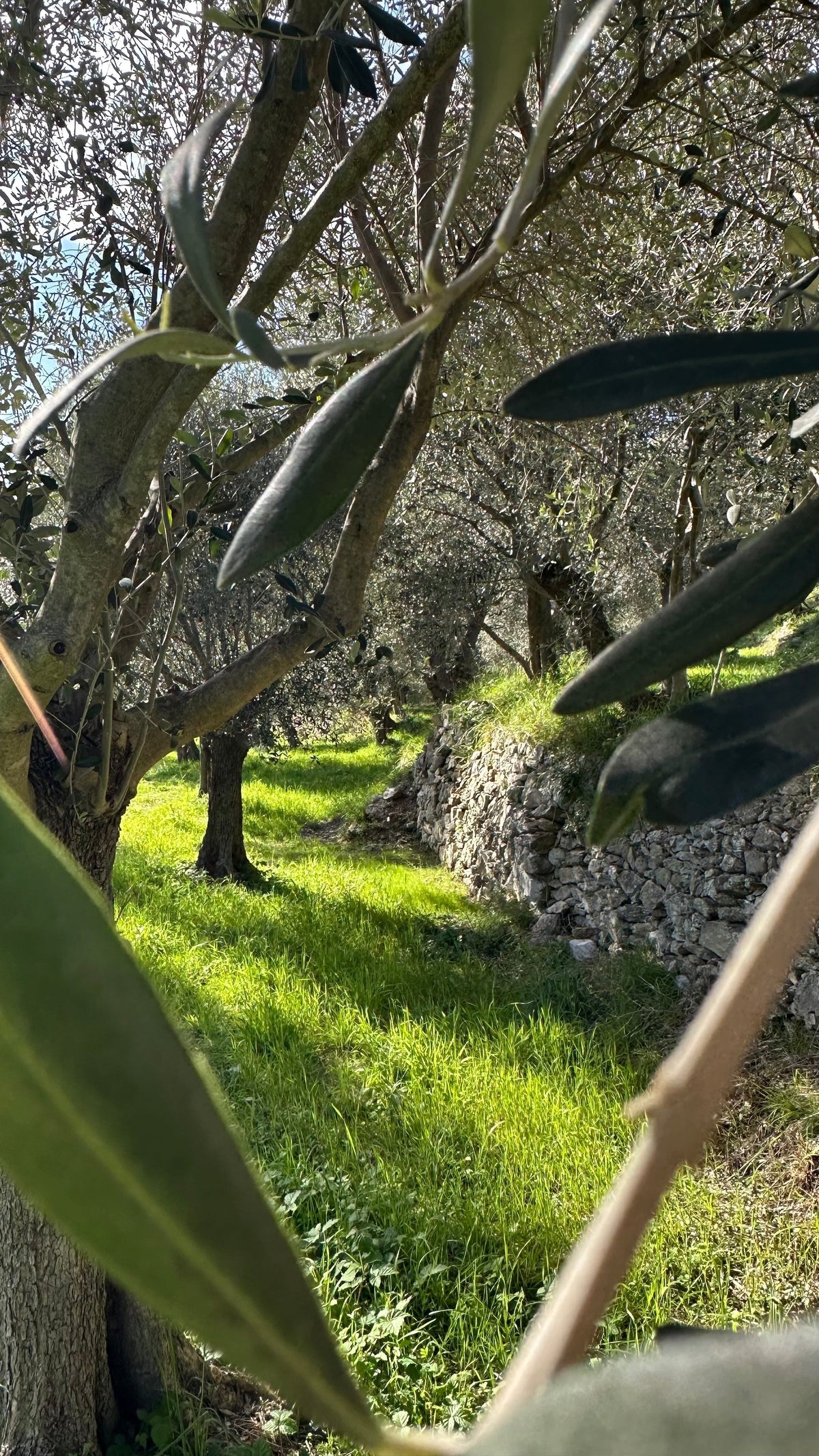 Geprägt von Wind und Meer: Das Mikroklima der ligurischen Riviera