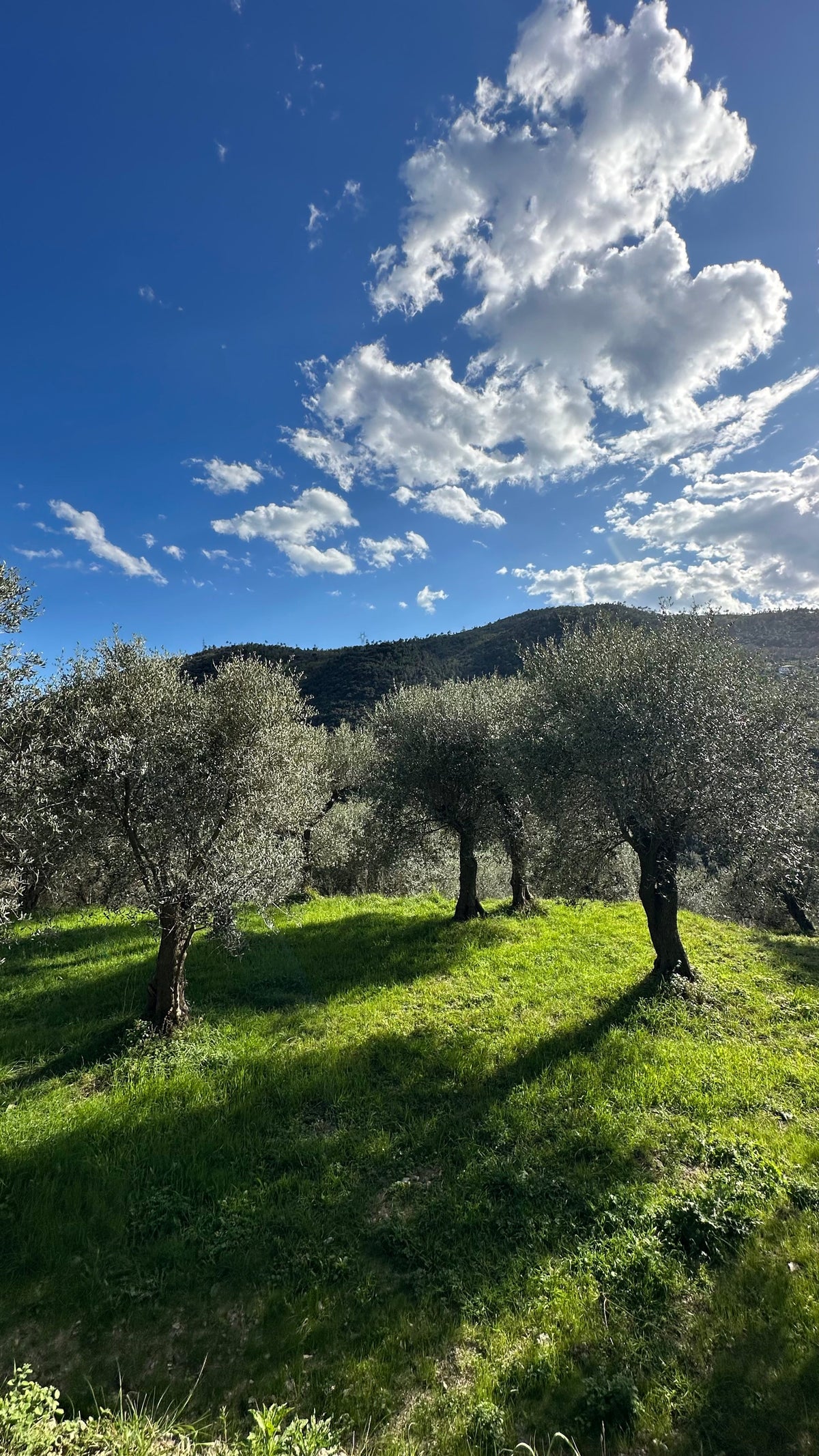 Die Unsterblichen: Warum ein Olivenbaum mehr als ein Baum ist